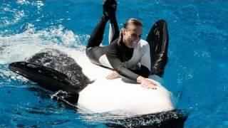 SeaWorld Trainers in the Water with Killer Whales