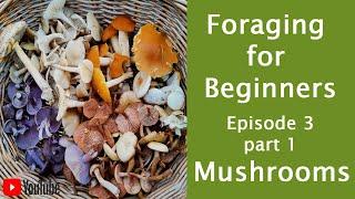 Foraging for Beginners Episode 3 Part 1. Wild Mushrooms.