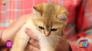 British Gold Chincilla türü kedilerin gözleri yeşil mi olur ?