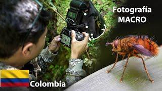 Fotografía MACRO ​ Los Insectos de Colombia ​​