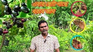 শিখে নিন জাম গাছে কলম করা সঠিক পদ্ধতি Unique Grafting Technique Java plum Tree । Jamun Tree Grafting