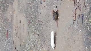 БОЙ МЕЖДУ ЛАСКОЙ И КРЫСОЙ  ●◡●  FIGHT BETWEEN A WEASEL AND A RAT