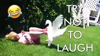 2 HOUR Try Not to Laugh Challenge   Animal Fails of the Week  Funny Pet Videos  AFV Live