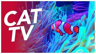 CAT TV - Coral Reef Exploration Video for Cats - Underwater Cat Video 