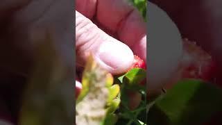 Lewin Farms Strawberry picking on a cool summer day June 2022
