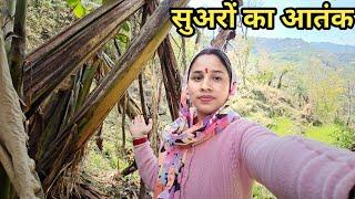 गोशाला में सुअर ने नुकसान कर दिया  Preeti Rana  Pahadi lifestyle vlog  Giriya Village