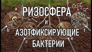 Как микроорганизмы в почве помогают питанию растений