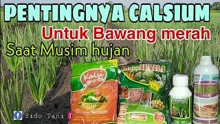 PENTINGNYA CALSIUM UNTUK BAWANG MERAH. DISAAT MUSIM HUJAN REVIEW CALSIUM CaCO³ dan CaO