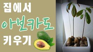 ruru yaong살림 집에서 아보카도 키우기1년3개월의 기록HOW TO GROW AVOCADO TREE FROM SEED