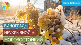 Укрывать ли морозостойкие сорта винограда?  Неукрывные сорта  В чем разница?