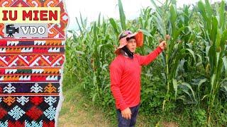 Iu Mien VDO  Lets see my corn farm - San Kuan