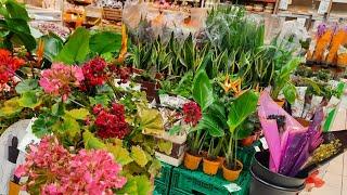 Migros çiçek fiyatları Bu hafta migros markete gelmiş olan çiçekler