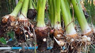 Growing Taro From Cutting  How To Propagate Taro in Water