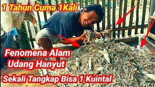 Fenomena Udang HanyutFenomena ini terjadi hanya satu tahun sekali di Cilacap