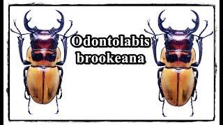 Odontolabis brookeana - Präparation  Mounting