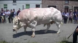 Biggest Bull Ive Ever Seen