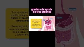 EL INTESTINO donde ocurre la MAGIA #bienestar #tipssaludables #tips #sabiasque