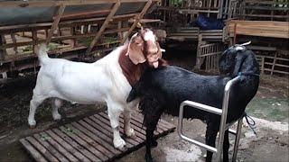 Big Boer Goat Crosses with black indigoneus goat in village farm for produce black meat goat