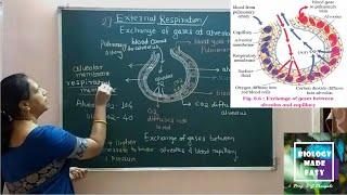 External Respiration Exchange of gases between alveolus & capillary 