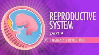 Reproductive System Part 4 - Pregnancy & Development Crash Course Anatomy & Physiology #43