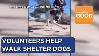 Volunteers walk shelter dogs at Maricopa County Animal Care and Control