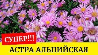 Астра альпийская Как лучше посеять??? Выращиваем из семян