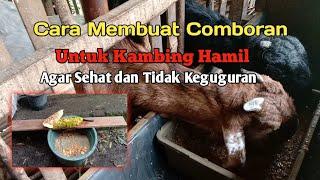 goat combo how to make comboran for pregnant goats to be healthy and not miscarry