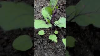 Tilling soil to aeriate plants. #satisfying #howto #plants #vegetables #shorts