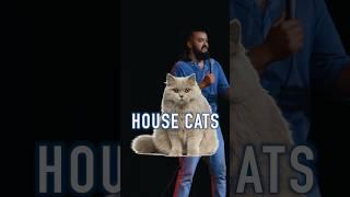 House Cats are Predators #cat #comedy #standupcomedy