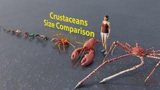 Crustaceans size comparison  Rodents size comparison  3D Animation #animation #animals