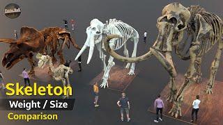 Creatures Skeleton size comparison 3D  Animal Skeleton weight and size   Extinct animal