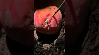 I was hoping to find small worm balls... #composting #gardening #fruittrees #plant #peach