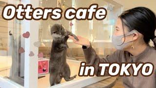 Otters and Hedgehogs Cafe The most fun you will have at an animal cafe in Japan 【Japan vlog】