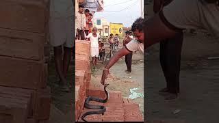 कोबरा यह मंज़र देख लोग हुए हैरान #snake #rescue #sorts #art #viral #trending #viralshort #shortsfeed