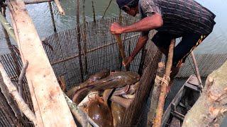 Fishing Exciting They catch fish very easily using only bamboo traps