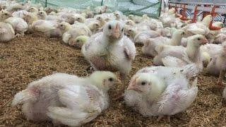 Shocking secrets of a 13-day-old broiler chicken farm