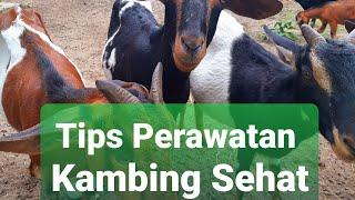 TIPS PERAWATAN KAMBING SEHAT