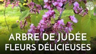 Les fleurs comestibles de larbre de Judée