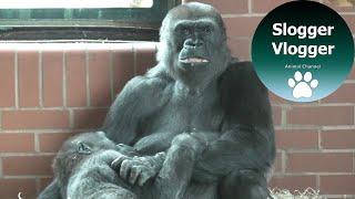 Gorilla Mother Patiently Breastfeeds Four Year Old Son