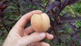 Red Leaf Indian Peaches