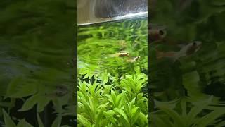 Miyavnami #music #song #shorts #akvaryum #cat #balık #aquascape #hobi #aquarium #hobi #fishtank