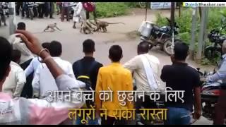 Langoors Attack Milk Man - Full Video