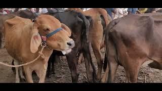 Vacas Paridas Buenas Bonitas Y Baratas en El Salvador 05052023