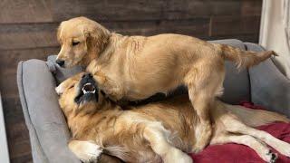 Cutest Golden Retriever Puppy Attack on Her Dad