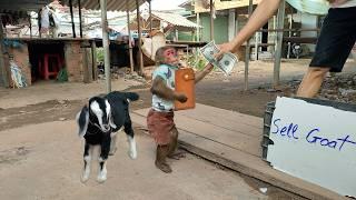 What did Kobi Monkey do to rescue the poor baby goat at the market ?