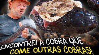 A PREDADORA IMPLACÁVEL MUÇURANA A COBRA QUE COME COBRAS