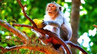 A pretty monkey take a sweet mango and climb a silent tree she hide her body and start eating mango