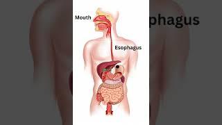 Digestive system 3D animation how food movies through digestive system #HAP #Medical science #Pharma