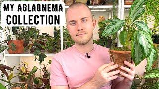 My Entire Aglaonema Collection  Houseplant Show & Tell