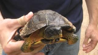 Wood Turtle Glyptemys insculpta